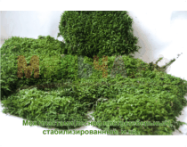 Стабилизированный мох лесной листостебельный, пластами